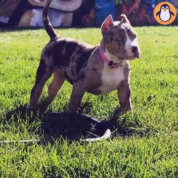 Cutest Pitbull Puppies Funny and Cute Pitbulls Dogs Videos Compilation