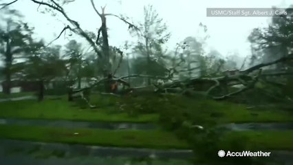 Massive trees torn down from roots by Florence