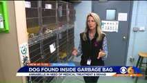 Virginia Officers Searching for Whoever Dumped Sick, Injured Dog in Trash Bag