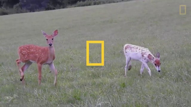 Lapparition dun faon blanc très rare devient un symbole despoir pour les Amérindiens National Geographic (1)