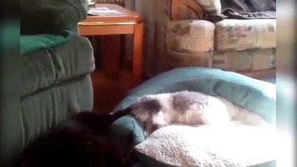 The Funniest Dogs Vs. Cats Compilation 2018| Funny Dog Videos