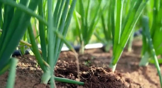 A Chefs Life S04 E01 Onions and Avetts