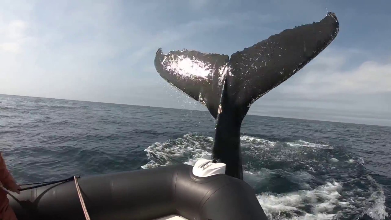 En bateau, ils se sont fait attaqués par la nageoire d'une baleine !