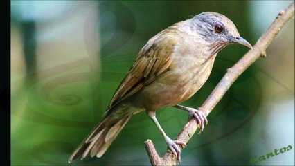 Canto del Zorzal Sabiá