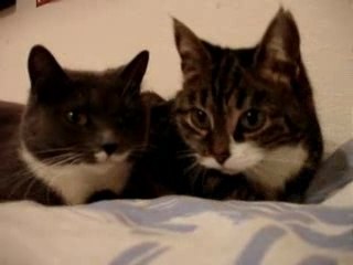 Deux chats qui parlent