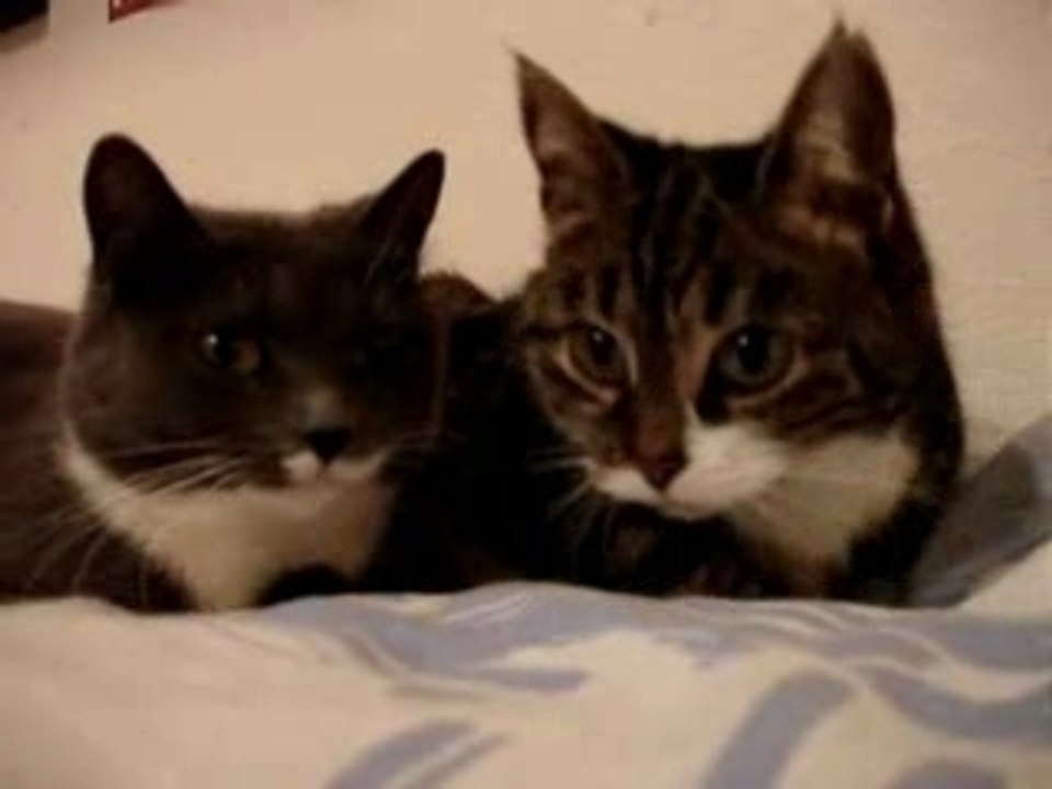 Deux chats qui parlent