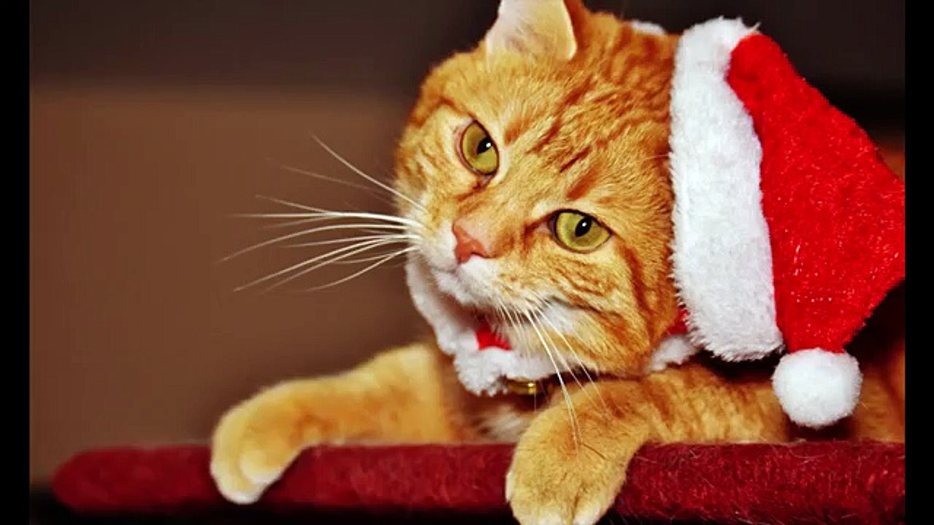 Funny Pets