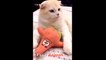 So many cute kittens and funny cats compilation 2018