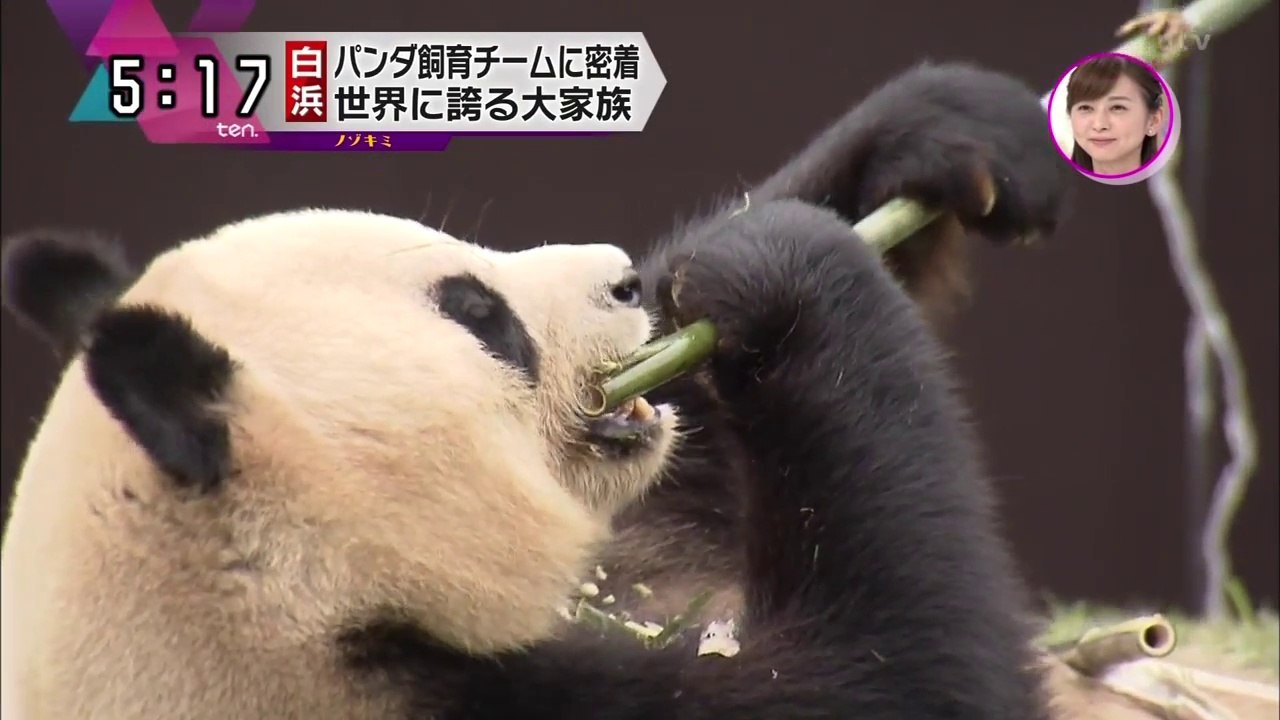 白浜パンダ 恋の季節
