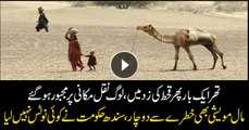 No relief in sight as Sindh’s Achro Thar Desert enters into fresh drought