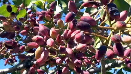 Üniversite ile yapılan işbirliği fıstık üreticisinin yüzünü güldürdü