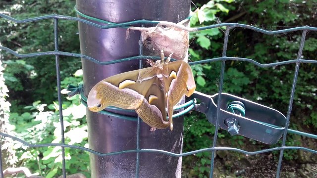 Farfalla che fa Pipì