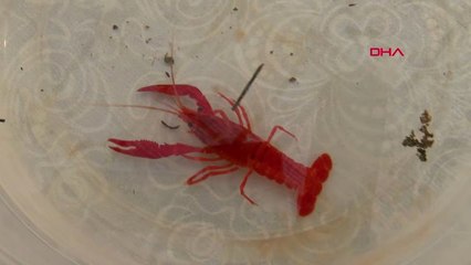 Antalya Hobi Olarak Beslediği Cüce Karidesleri 8 Ülkeye İhraç Edecek Hd