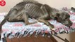 Janitor finds skeleton dog and rushes to save him. But when vet lifts up his paws, tears start to flow