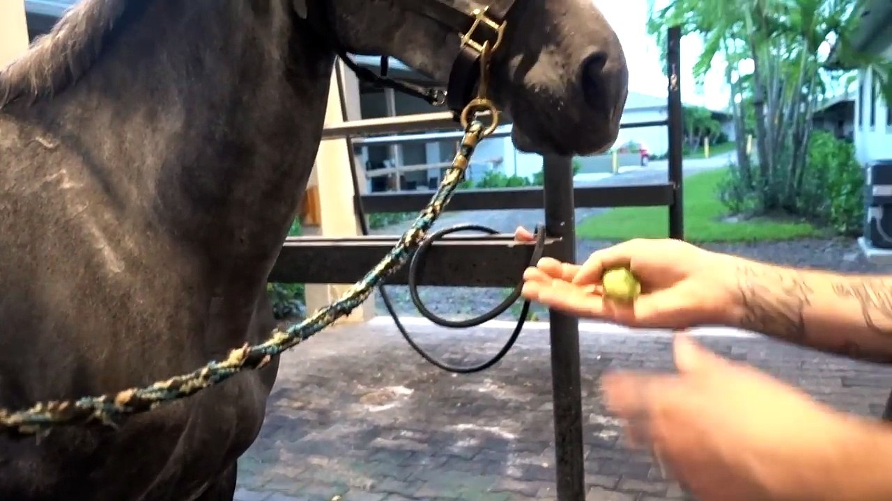 I SAVED MY BABY TORTOISES LIFE! He Would Have Died!