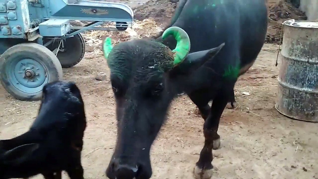Buffalo child 10 minutes after delivery playing to in India