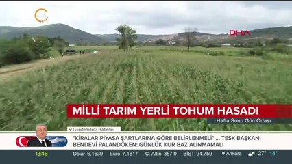 Beykoz’da ilk mısır hasadı