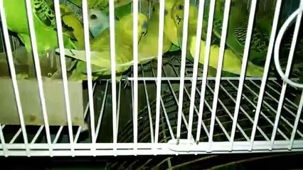 Buddies parrot selling