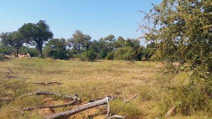 É impossível escapar deste Leopardo olha como ele se camufla sobre o Pasto