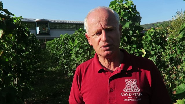 Tain-l'Hermitage : des vendanges prometteuses en Hermitage