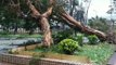 Typhoon Winds Knock Over Trees, Block Roads in Sai Kung