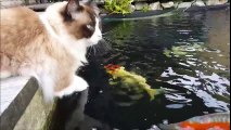 Un chat et des poissons rouges sont amis... Adorable
