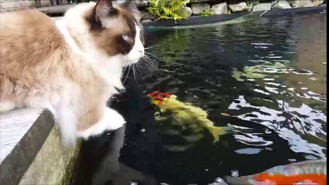 Un chat et des poissons rouges sont amis... Adorable