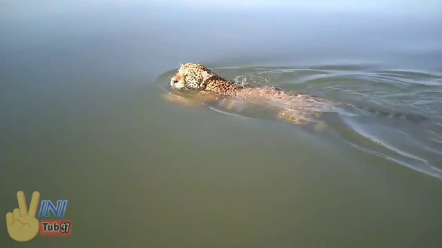 Ces touristes croisent un léopard qui nage au milieu d'un lac