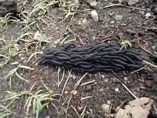 Ces chenilles avancent en groupe comme un ver géant