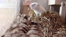 Hamster Cage Clean & Piggie Playtime (vlog)