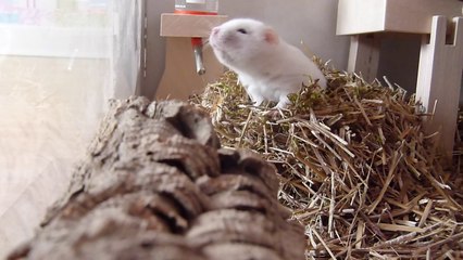 Hamster Cage Clean & Piggie Playtime (vlog)