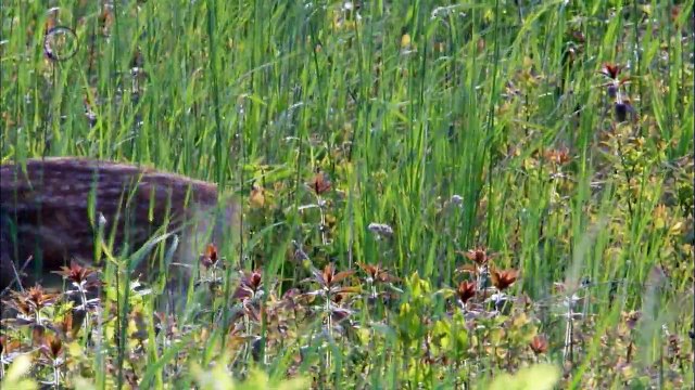 Élet az észak-amerikai vadonban 3 Tanulj vagy meghalsz