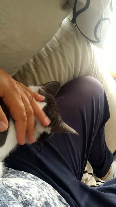 KEDİ DEĞİL ASLAN YAVRUSU SANKİ SOKAK KEDİSİ İDİ ŞİMDİ ASLAN YAVRUSU OLDU 