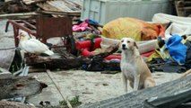 Supertifón Mangkhut entra a China, deja 59 muertos en Filipinas