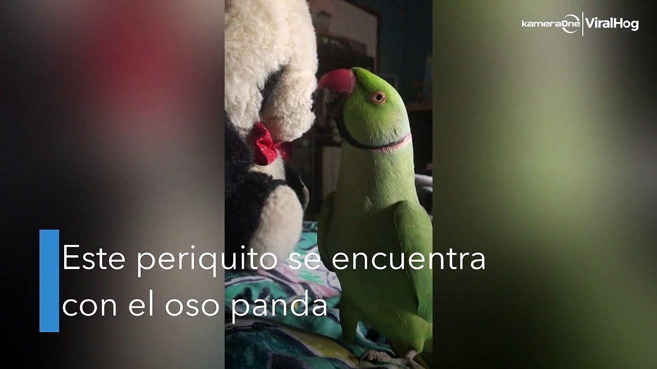 Amor a primera vista entre un periquito y un panda