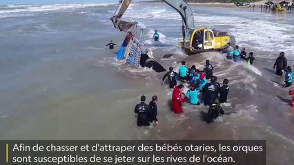 Sauvetage spectaculaire d'une orque échouée sur une plage