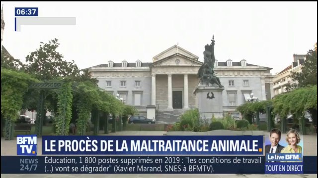 Moutons mal étourdis, box inadaptés... le procès de la maltraitance animale à l'abattoir de Mauléon s'ouvre ce lundi