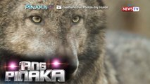 Ang Pinaka: Amazing Animals That Are No longer Endangered