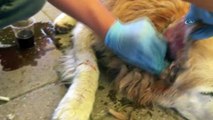 Yaralı  köpeğe esnaf sahip çıktı, veteriner tedavisini yaptı