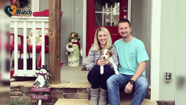 When A Couple Took In This Pregnant Dog, They Never Expected Her Pups To Look Like They Did