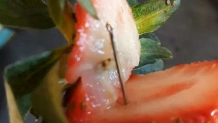 Félnek, hogy tű lehet az eperben