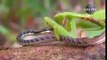 Snake Vs Insect Fight. World most amazing fight ever