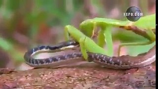 Snake Vs Insect Fight. World most amazing fight ever