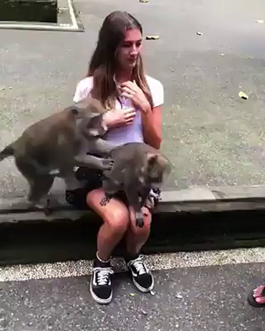 Monkeys Mating With Humans Sex - Monkey sex in front of girl . Most funny video - video ...