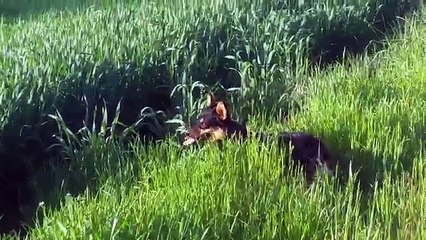 Cutest Corgi Compilation 2018 | Best Funny Corgi Videos Ever