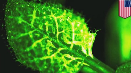 Flashes of light show how plants signal danger