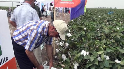 MAY Tohum yeni pamuk çeşitlerini 'Bereket Şenliği'nde çiftçilere tanıttı