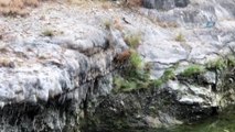 Kayalardan tuz yalayan keçiler daha sonra suya inerek su ihtiyaçlarını gideriyor