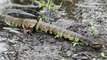 Floodwaters Bring Out Venomous Cottonmouth Snakes in North Carolina