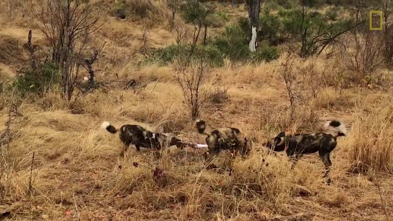 Un clan de hyènes affronte une meute de lycaons